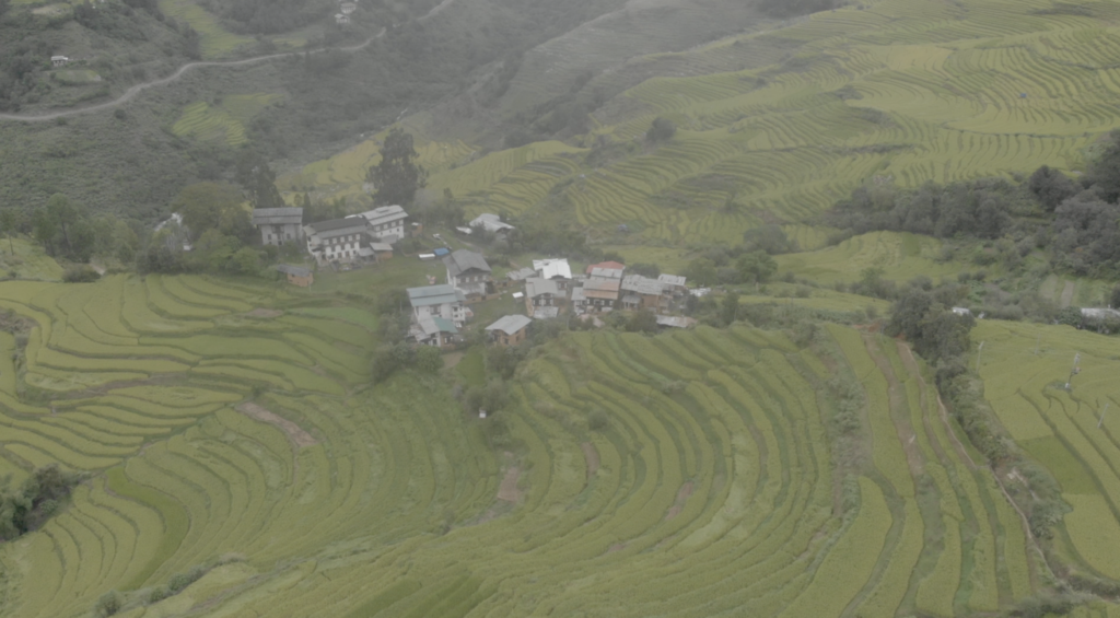 Paddy Cultivation